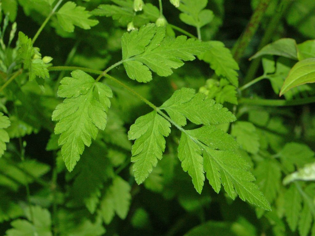 Un''ombrellifera - cfr. Chaerophyllum temulum